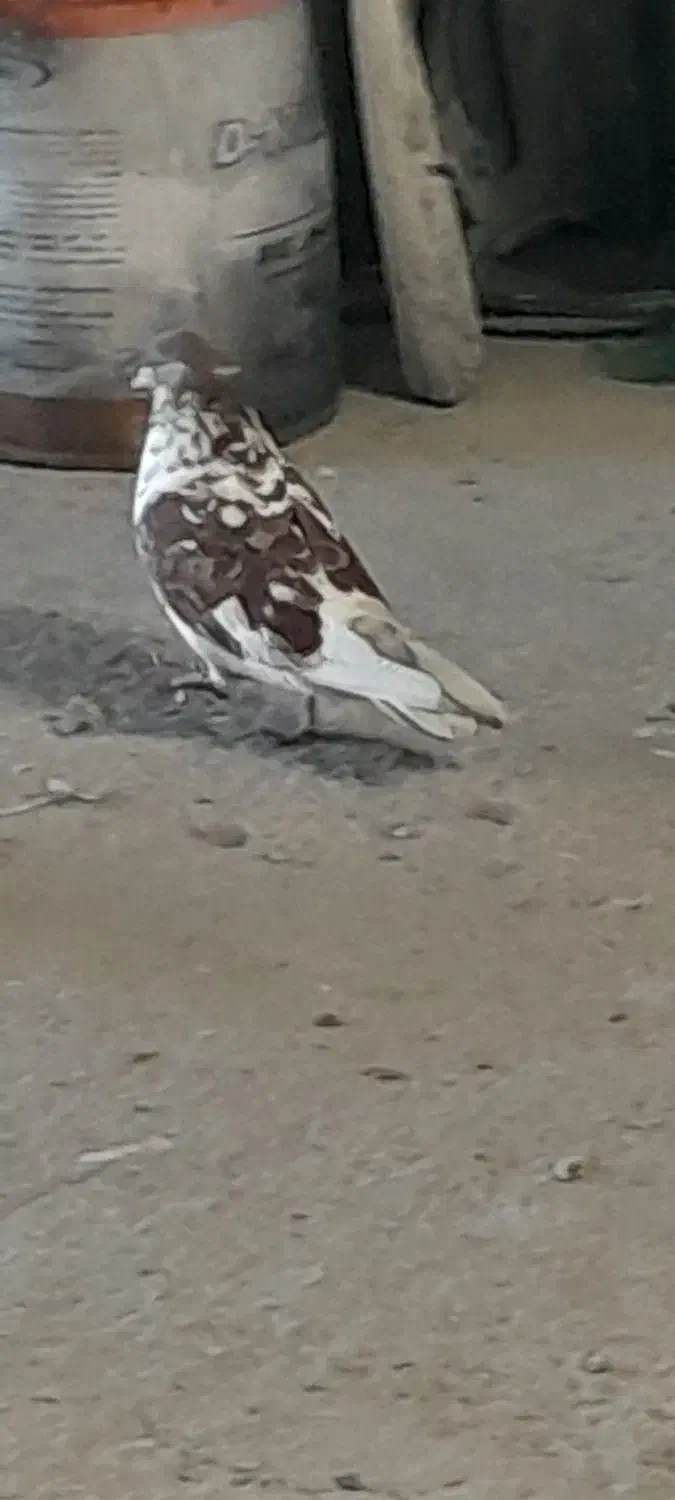 تعدای کفتر گمشده|حیوانات|ماکو, |دیوار