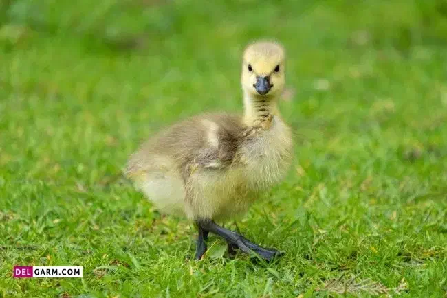 بچه غاز پنج روزه|پرنده|قائمشهر, |دیوار