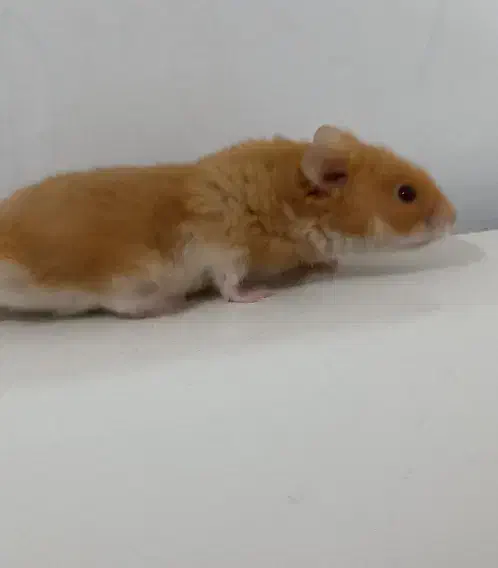 همستر|موش و خرگوش|بندرعباس, |دیوار