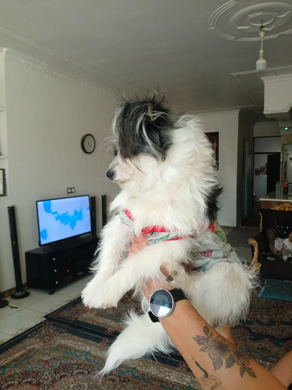 توله ۶ ماه شیتزو|سگ|کرمان, |دیوار