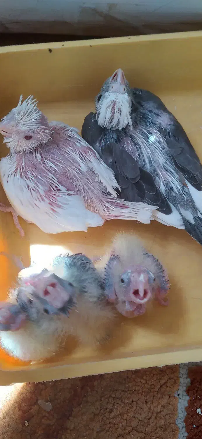 عروس هلندی مولد البینو|پرنده|تهران, حکیمیه|دیوار