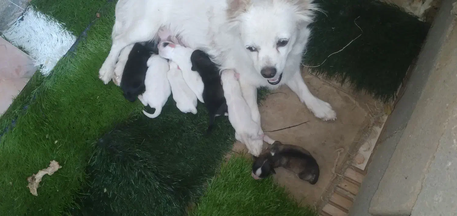 سگ فروشی|سگ|قیروکارزین, |دیوار