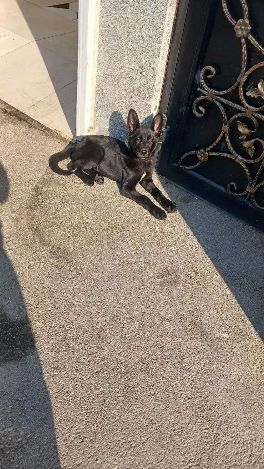 توله ژرمن ورک|سگ|تبریز, |دیوار