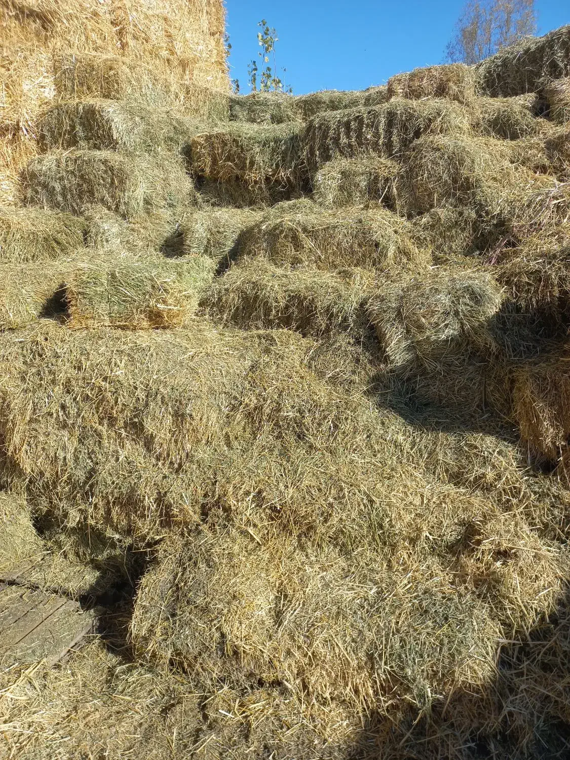 یونجه چین اول|لوازم جانبی حیوانات|مشگین شهر, |دیوار