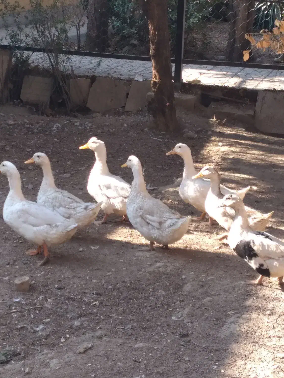 اُردک های رسمی خانگی.|حیوانات مزرعه|مشکین‌دشت, |دیوار