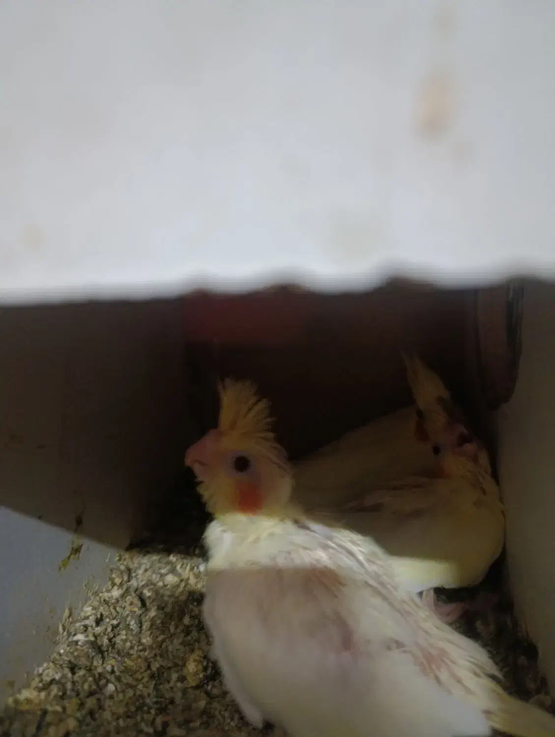 عروس هلندی لوتینومولد باجوجه|پرنده|قم, پردیسان|دیوار