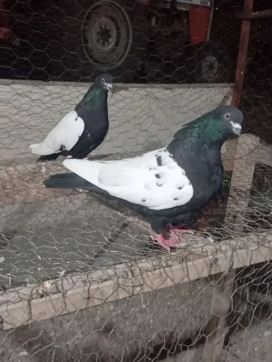 کبوتره سینه سیاه|پرنده|اردبیل, |دیوار