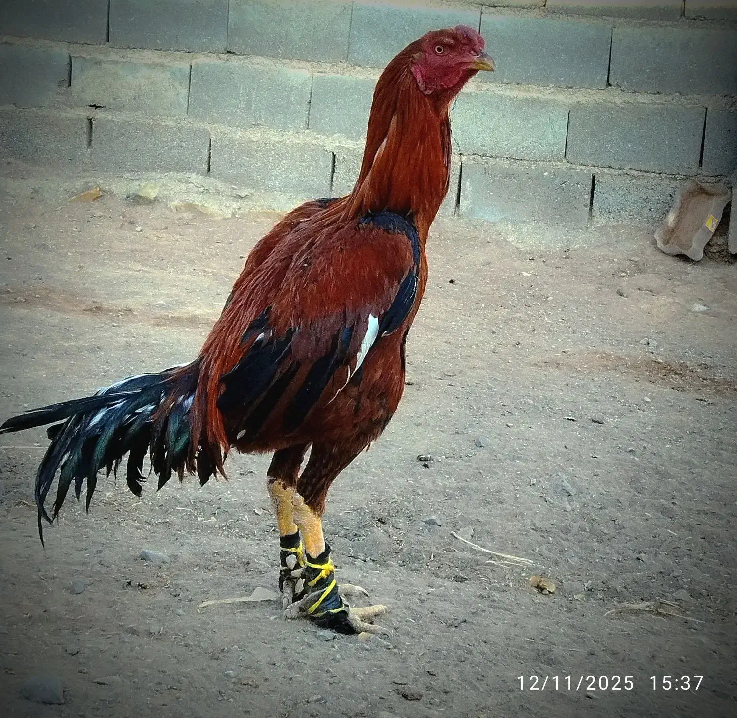 خروس لاری|حیوانات مزرعه|قیدار, |دیوار