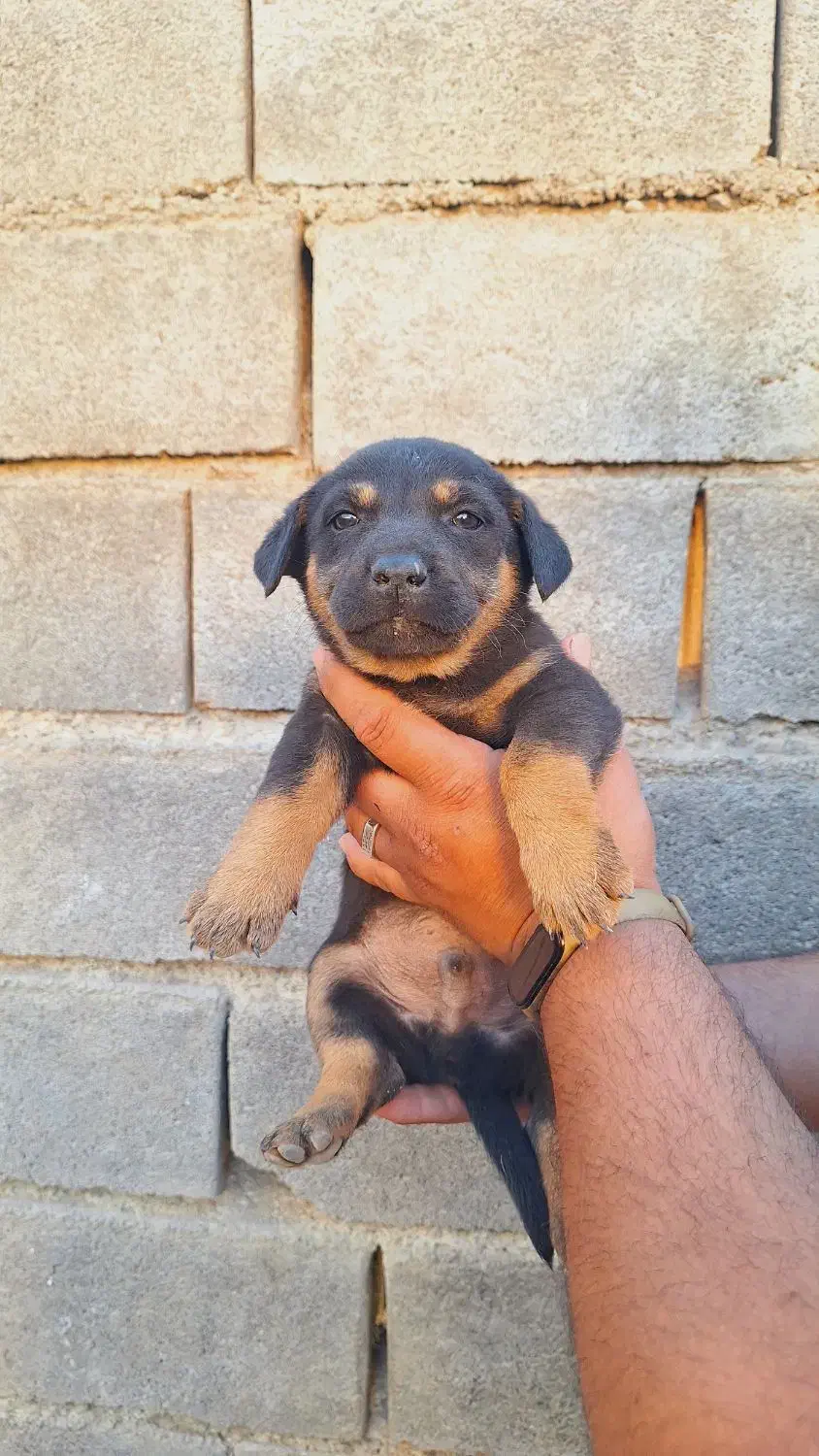 واگذاری سگ پاکوتاه|سگ|گنبد کاووس, |دیوار