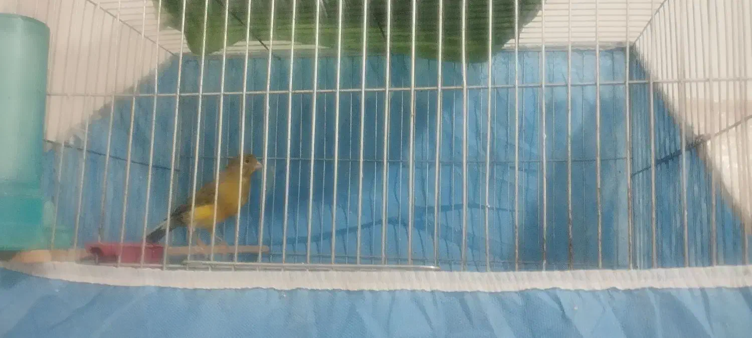 پرنده|پرنده|سیرجان, |دیوار