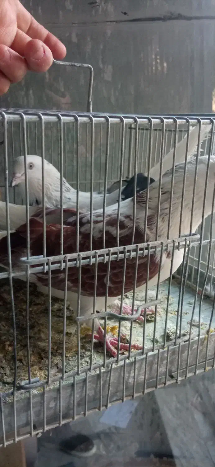 سهره عروس کفتر فنج نرگسی|پرنده|قم, بکایی|دیوار