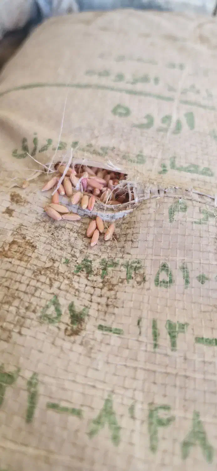 گندم بوجاری|عمدهفروشی|شراء, |دیوار