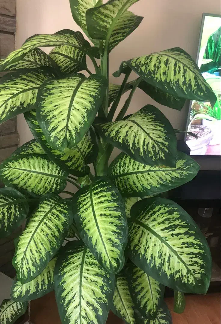 قرص کود نانو|گل و گیاه طبیعی|بومهن, |دیوار