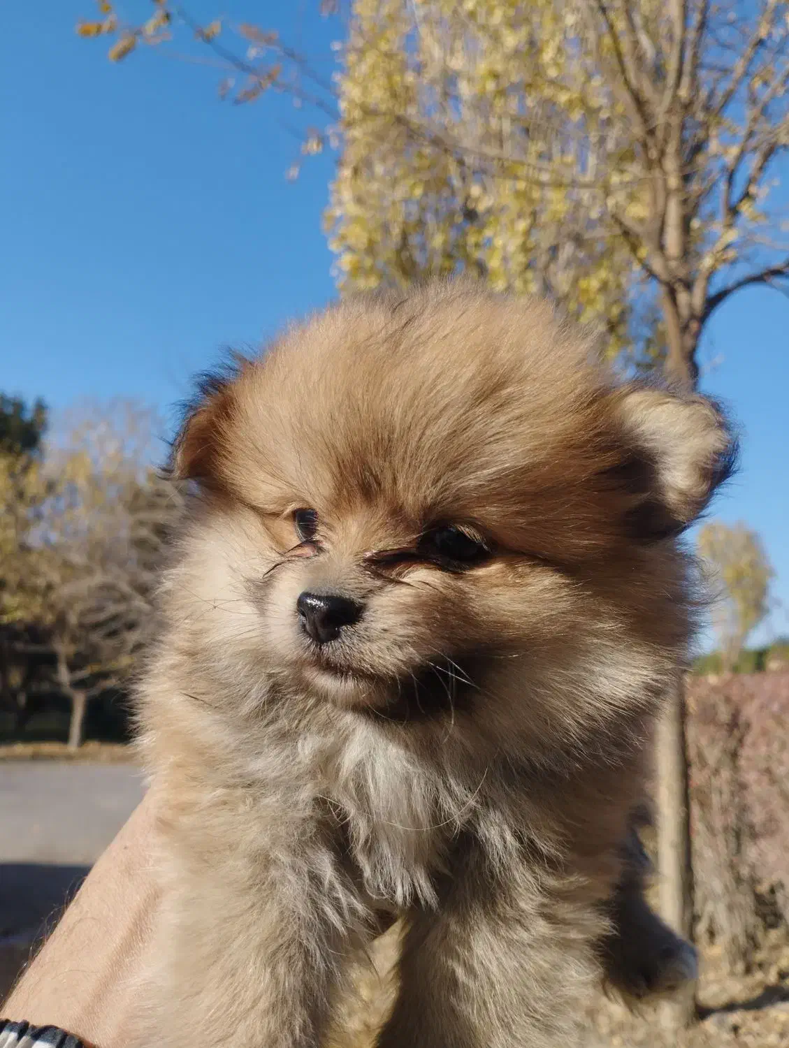 پارمین پرتغالی|سگ|مشهد, حضرت حجت|دیوار