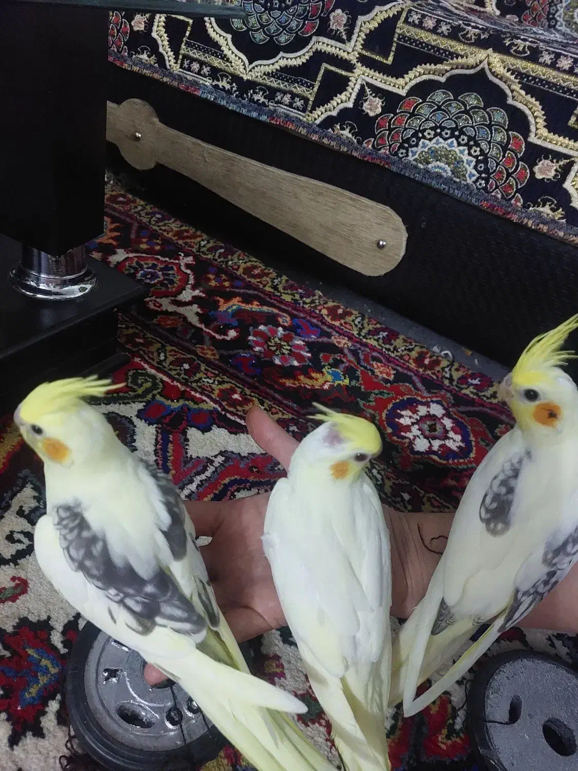 طوطی عروس هلندی البینو لوتینو|پرنده|اهر, |دیوار