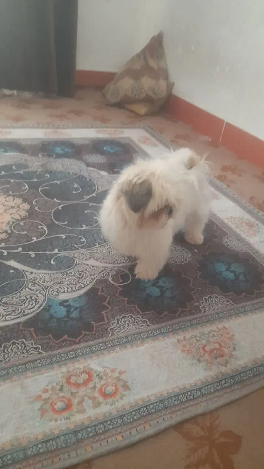 فروشی|سگ|مسجد سلیمان, |دیوار