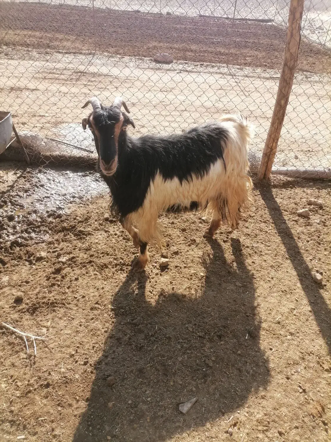 بز، چاق|حیوانات مزرعه|شیراز, داریون|دیوار