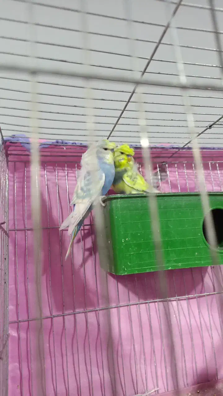 مرغ عشق پروانه ای|پرنده|فهرج, |دیوار