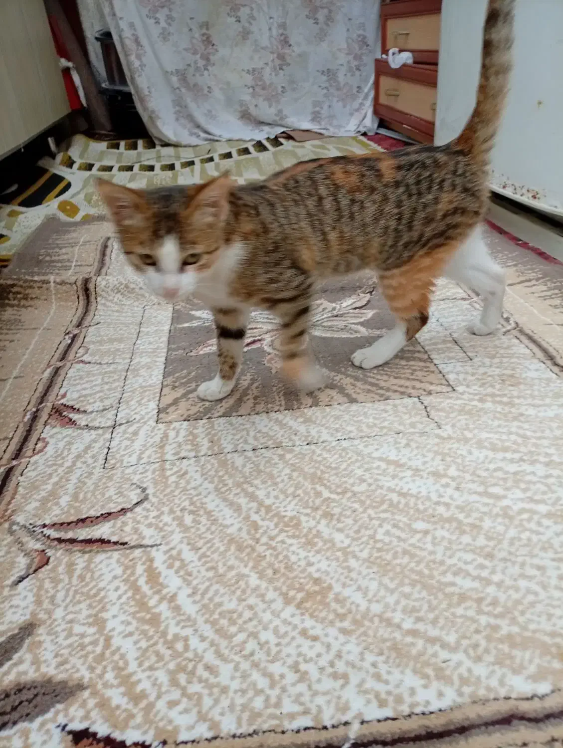 بچه گربه|گربه|بندر انزلی, چهارفریضه|دیوار