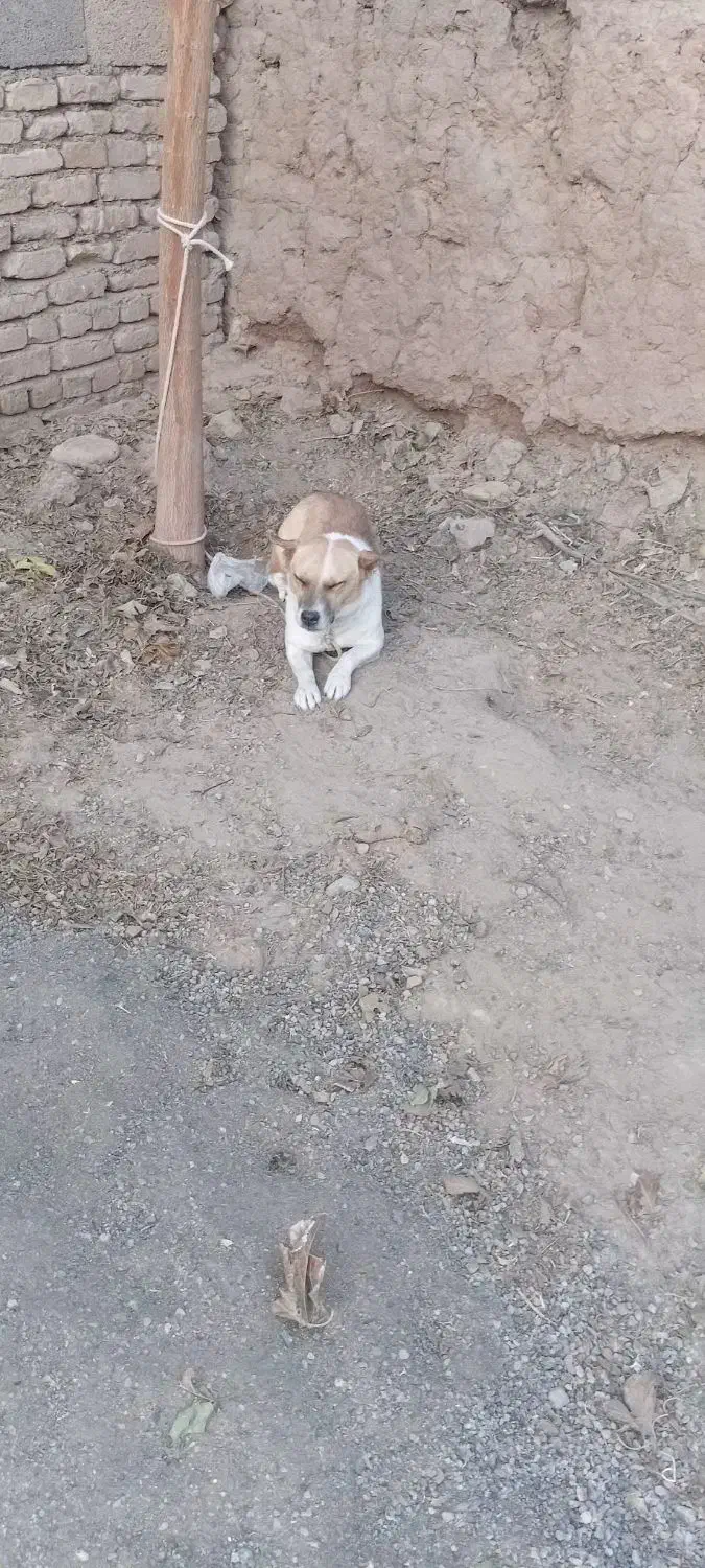 پاپی گوش تیز فروشی|سگ|تربتحیدریه, میدان مرکزی|دیوار