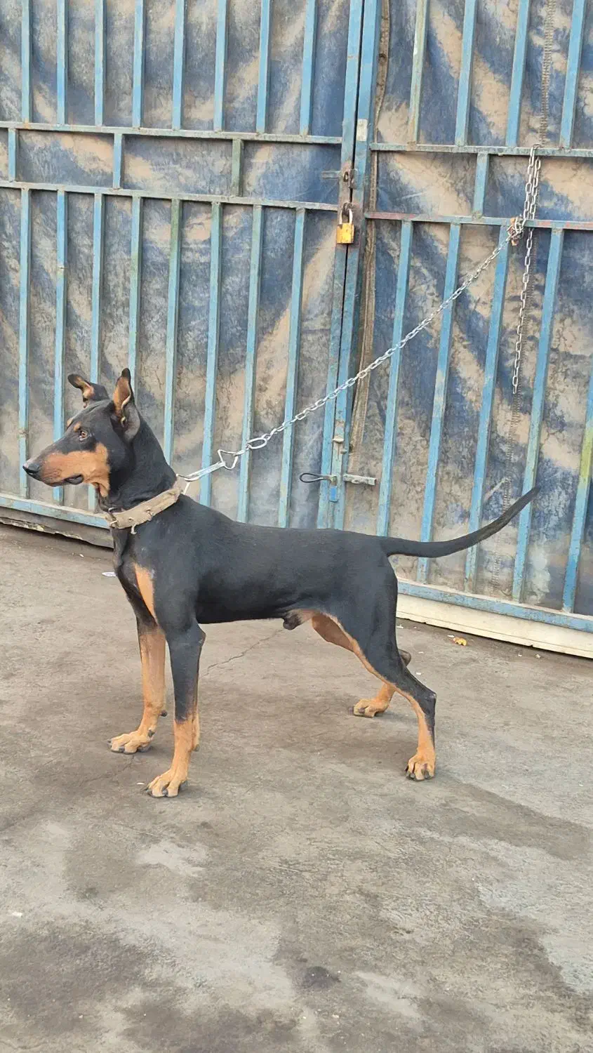 سگ دوبرمن خالص|سگ|کرمان, |دیوار