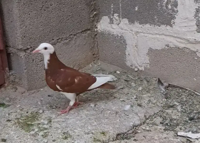 جوجه کبوتر ابلق سرخ نر|پرنده|شیراز, امام حسین|دیوار