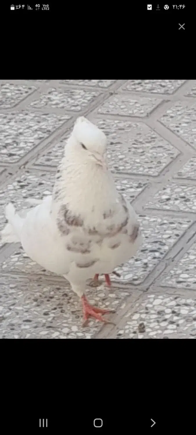 چهار عدد کبوتر زینتی و خوشکل|پرنده|شاهرود, |دیوار