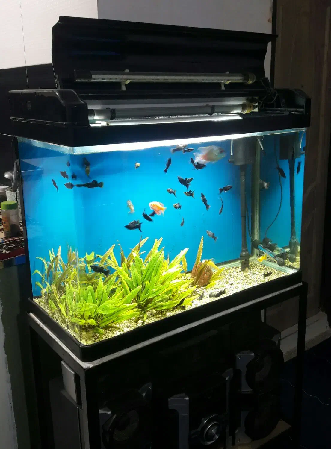 اکواریوم کمری و ماهی|ماهی|دماوند, دماوند|دیوار