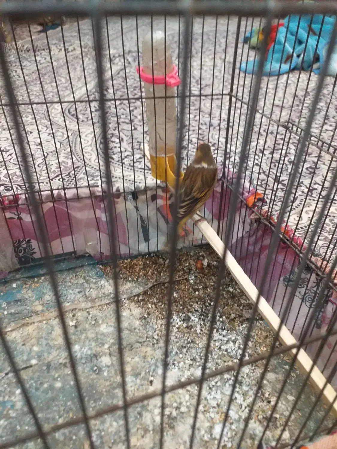 سهره قناری|پرنده|تهران, مختاری|دیوار