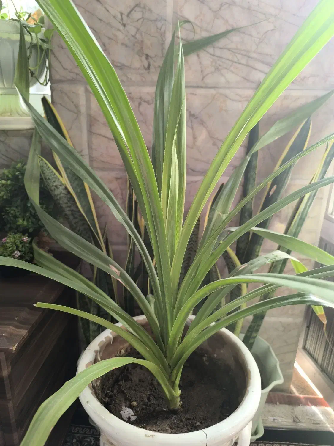 گل طبیعی پاندانوس|گل و گیاه طبیعی|مشهد, بلال|دیوار