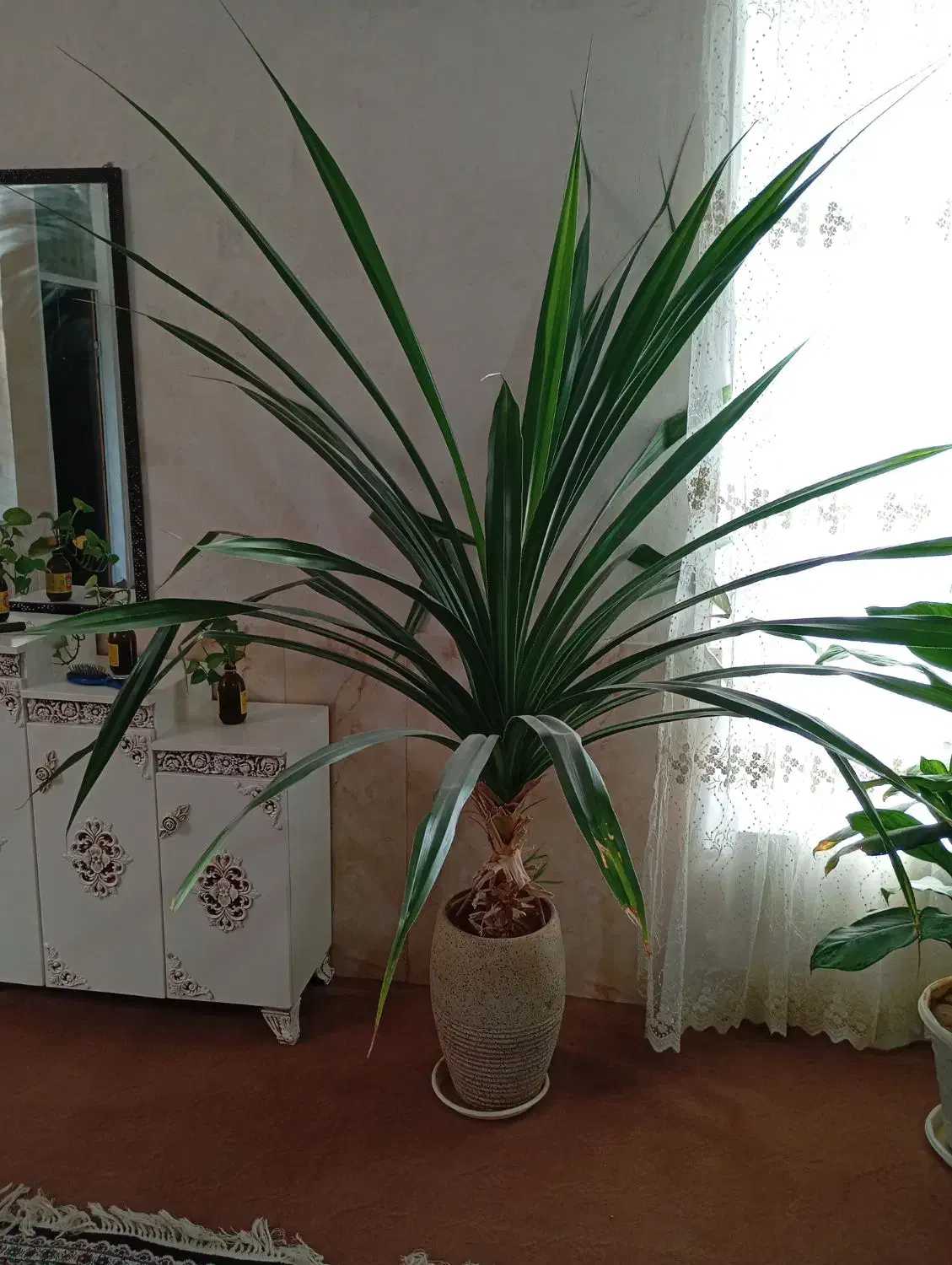 گل طبیعی|گل و گیاه طبیعی|خرامه, |دیوار