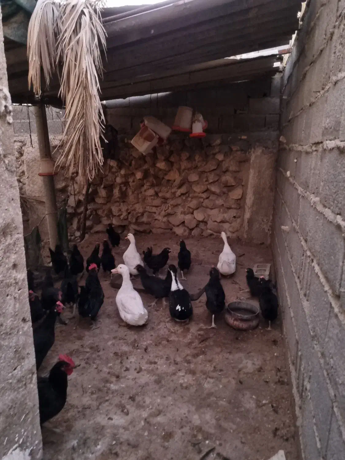 فروش اردک ' غاز 'مرغ و خروس محلی|حیوانات مزرعه|خورموج, |دیوار
