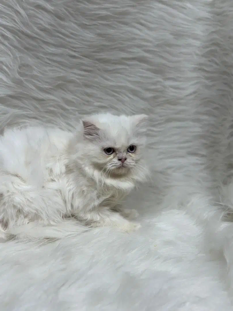 گربه پرشین|گربه|کرمانشاه, |دیوار