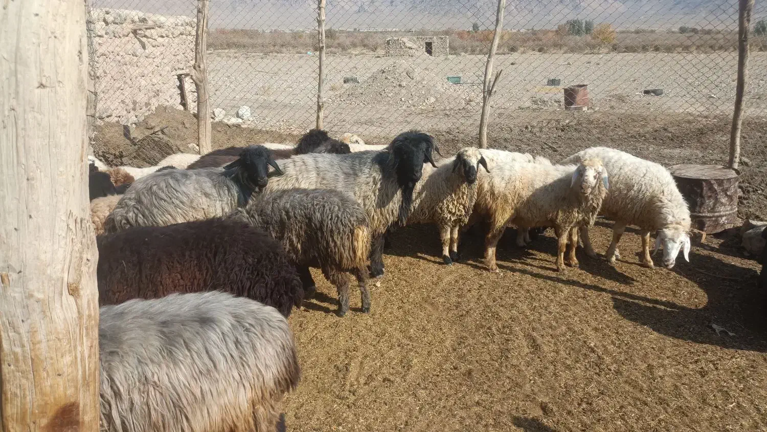 میش|حیوانات مزرعه|رستاق, |دیوار