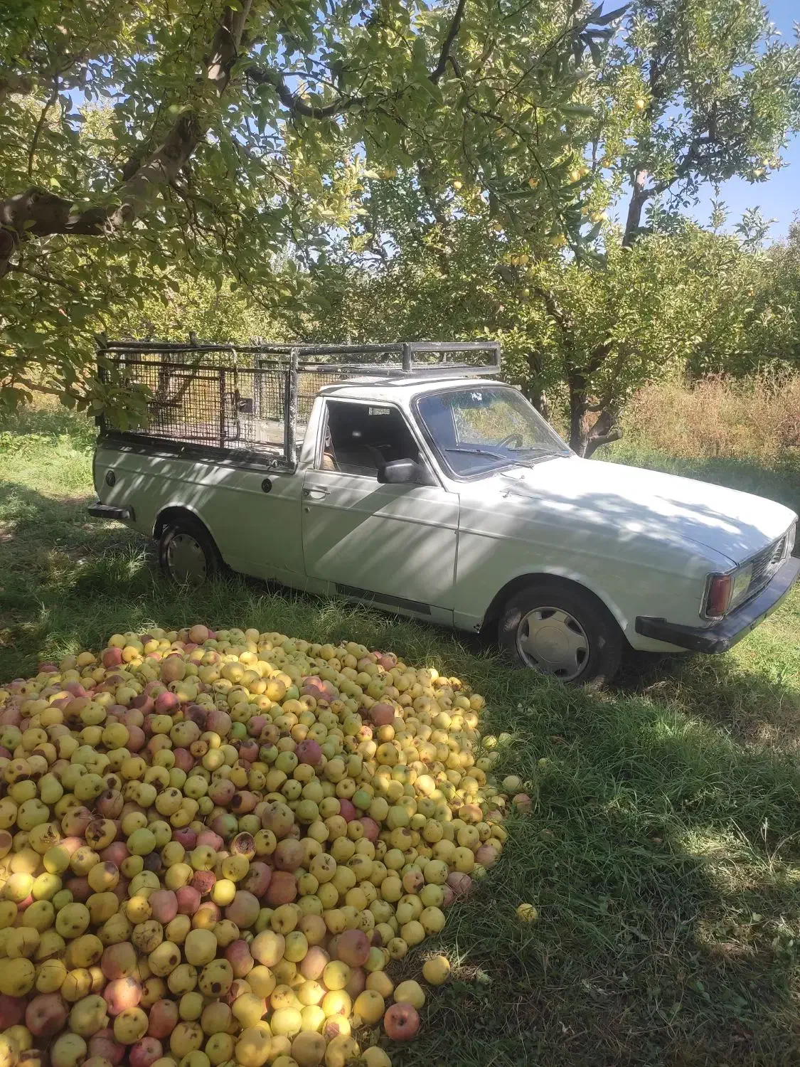 پیکان وانت|خودرو سواری و وانت|ارومیه, |دیوار