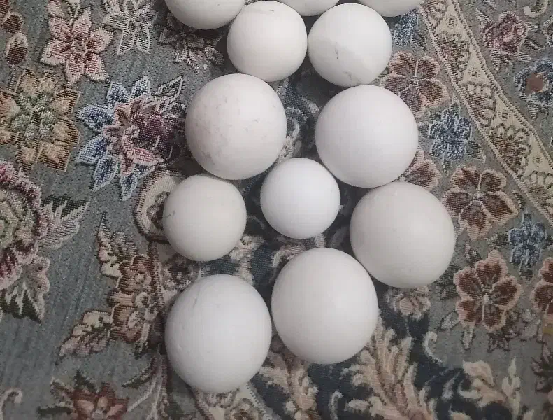 سنگ اسیاب|کلکسیون اشیاء عتیقه|چناران, |دیوار