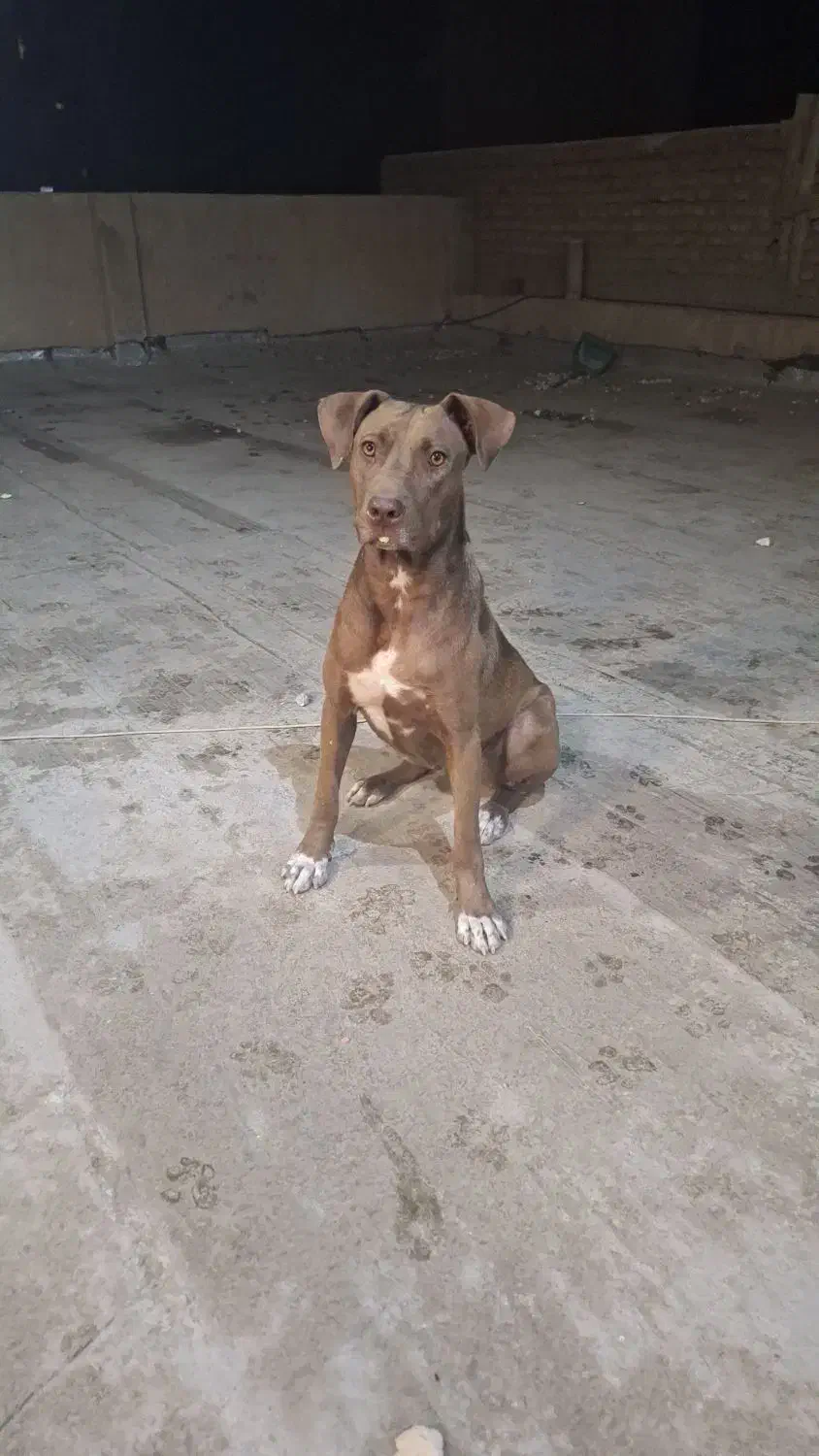 سگ.پیت بول|سگ|تهران, تهرانپارس جنوبی|دیوار