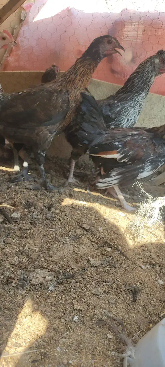 جوجه مرغ محلی|حیوانات مزرعه|نوبندگان, |دیوار