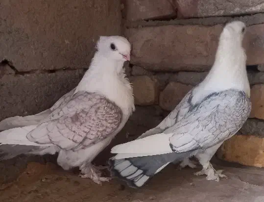 پشت طاوسی و طوقی|پرنده|تفت, |دیوار