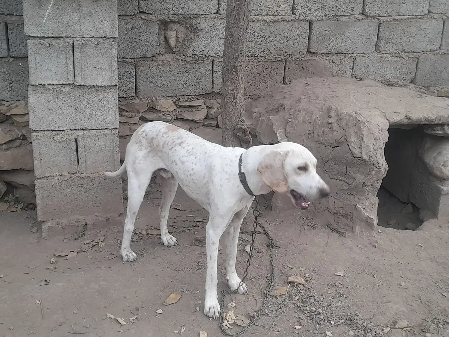 سگ دمبلان|سگ|گلی داغ, |دیوار