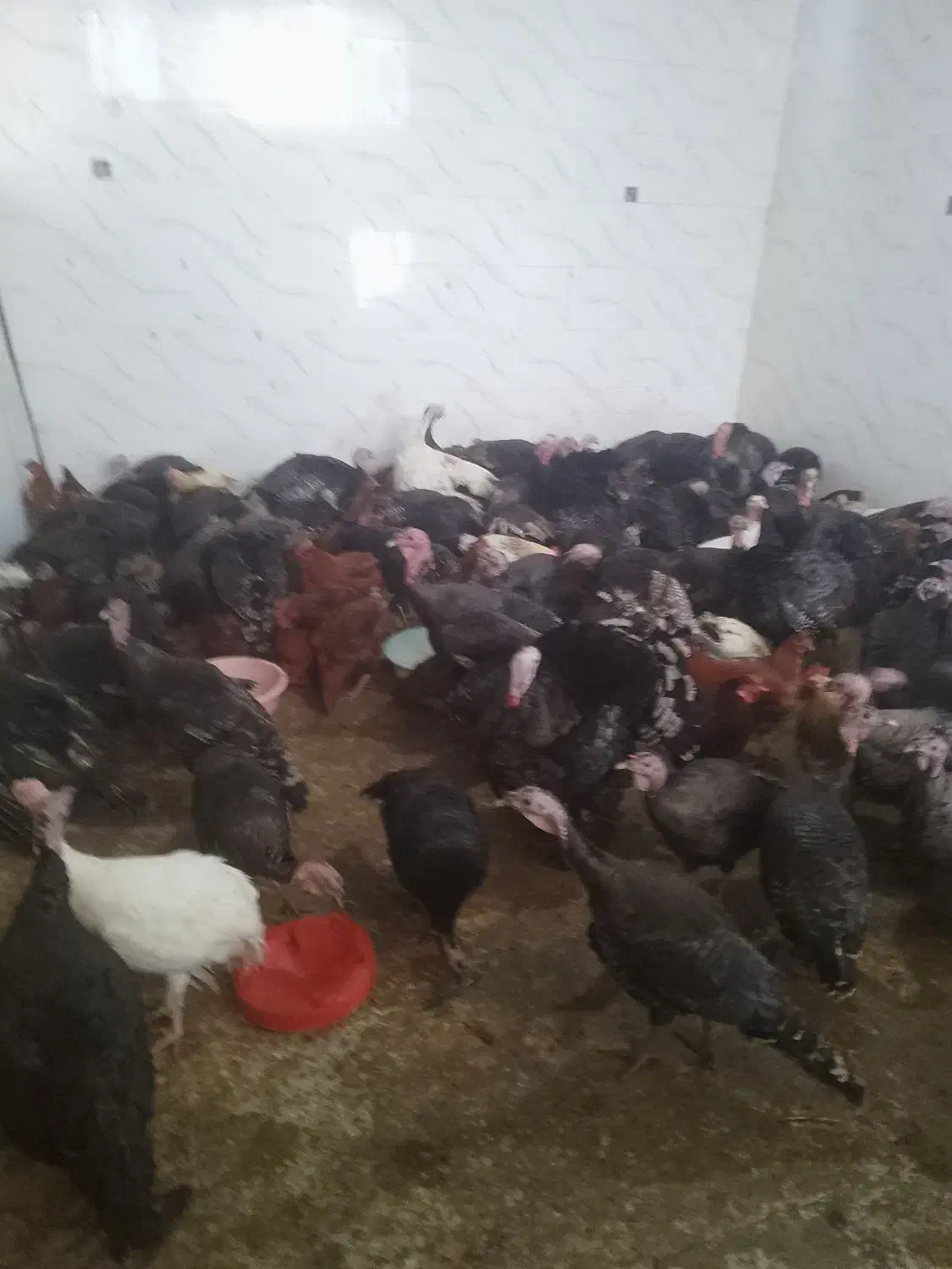 بار جدید مرغ اصلی محلی بود قلمون رسید|حیوانات مزرعه|ایرانشهر, |دیوار