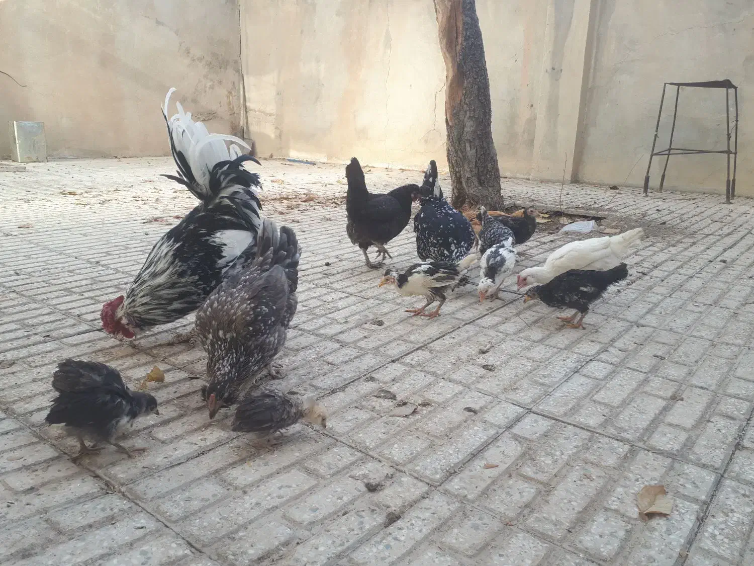 فروش تخم مرغ و مرغ و جوجه گلین|حیوانات مزرعه|الیگودرز, |دیوار