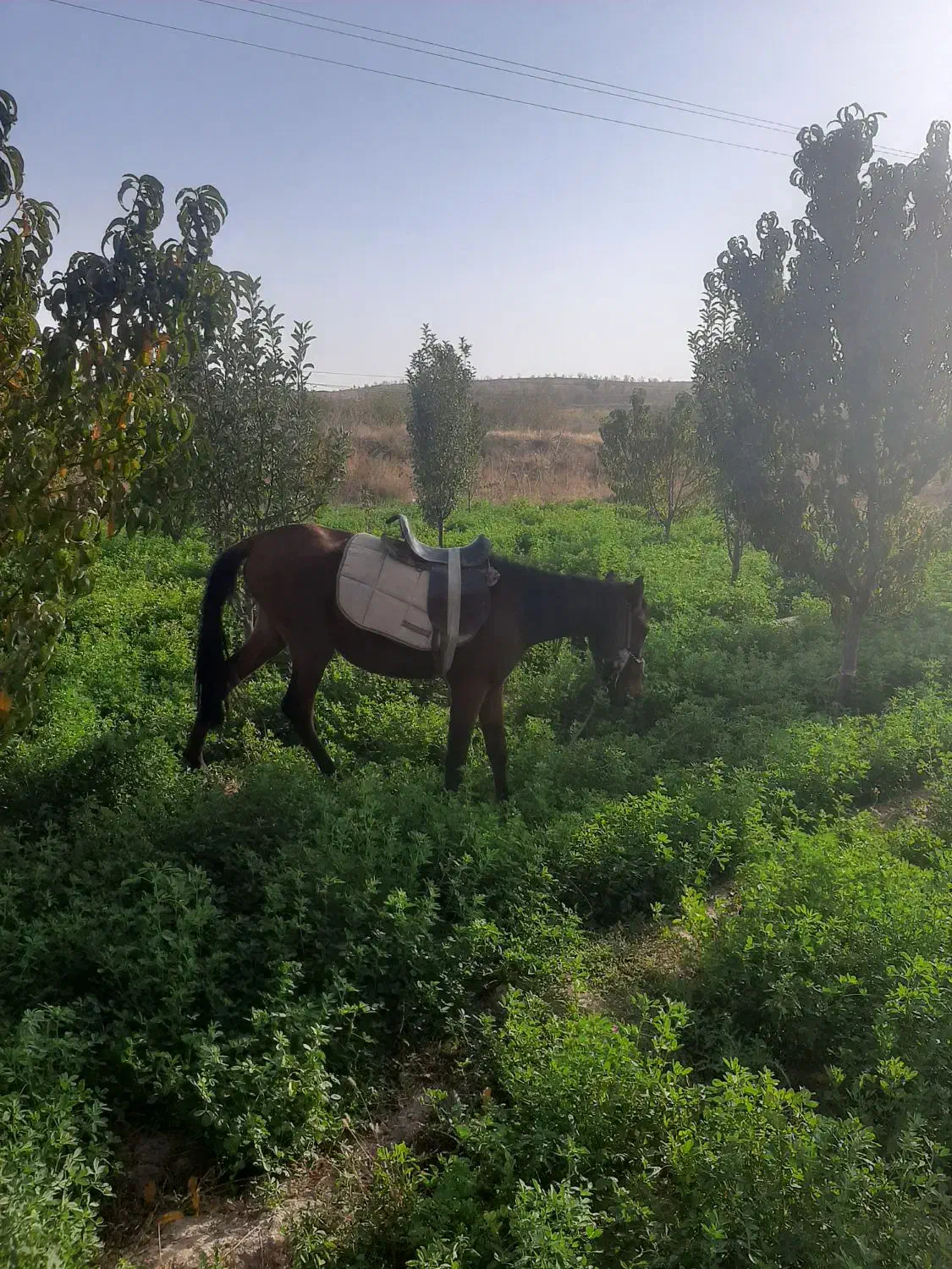 اسب نریون|اسب و تجهیزات اسبسواری|قوچان, |دیوار