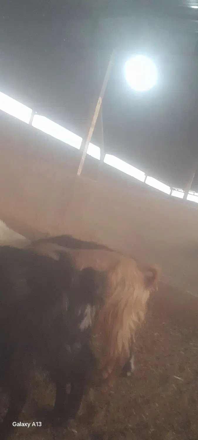 سلام ۸رس بز موجود|حیوانات مزرعه|رومشکان, |دیوار