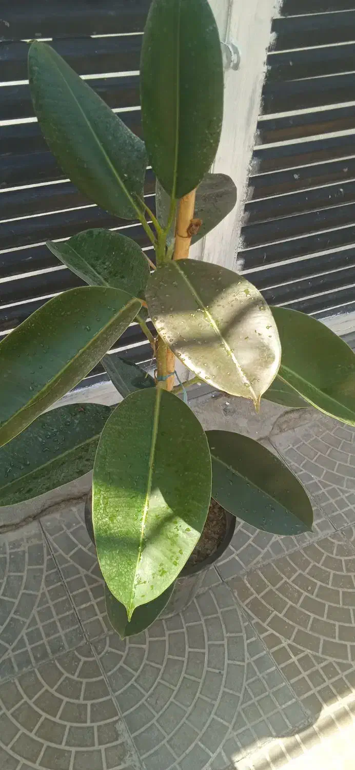 گل بابونه|آرایشی، بهداشتی، درمانی|بروجرد, |دیوار