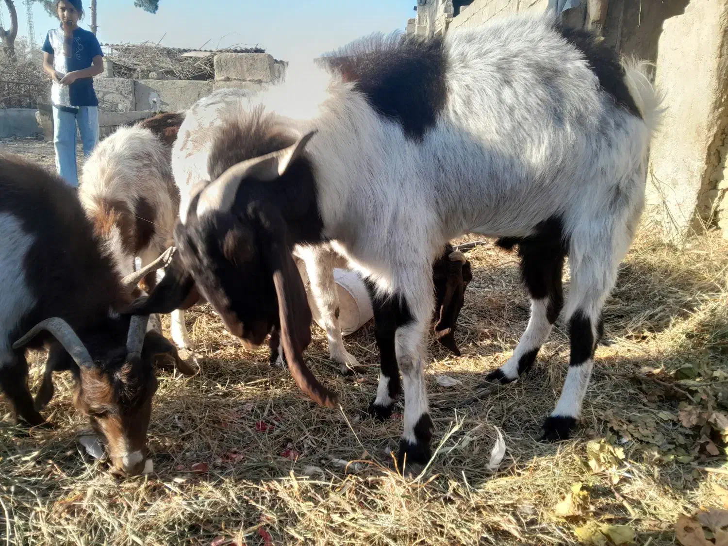 ۳ راس بز ابستن و ۱ راس تکه|حیوانات مزرعه|شهریار, بکه|دیوار