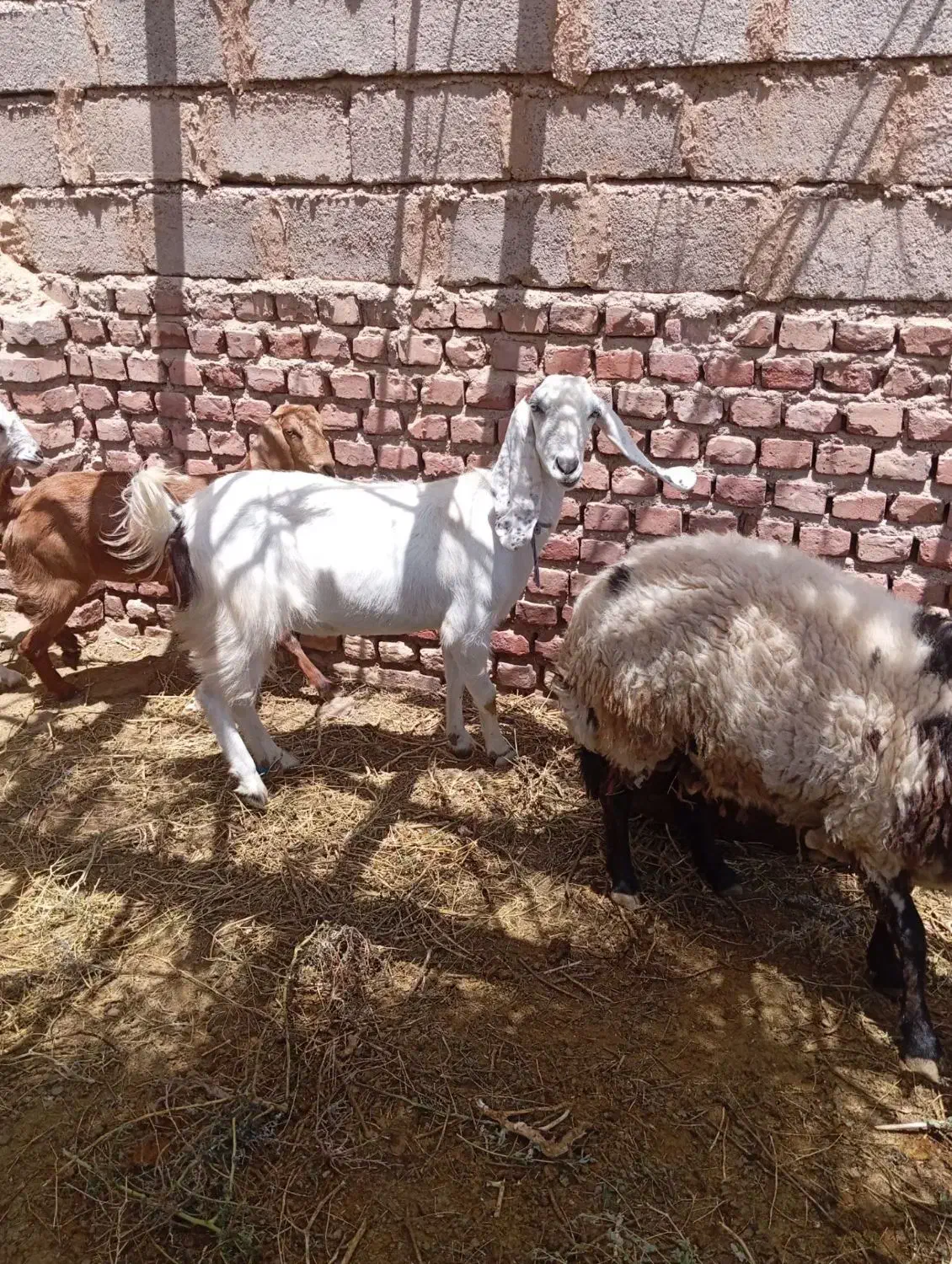 بز فروشی|حیوانات مزرعه|یزدان شهر, |دیوار