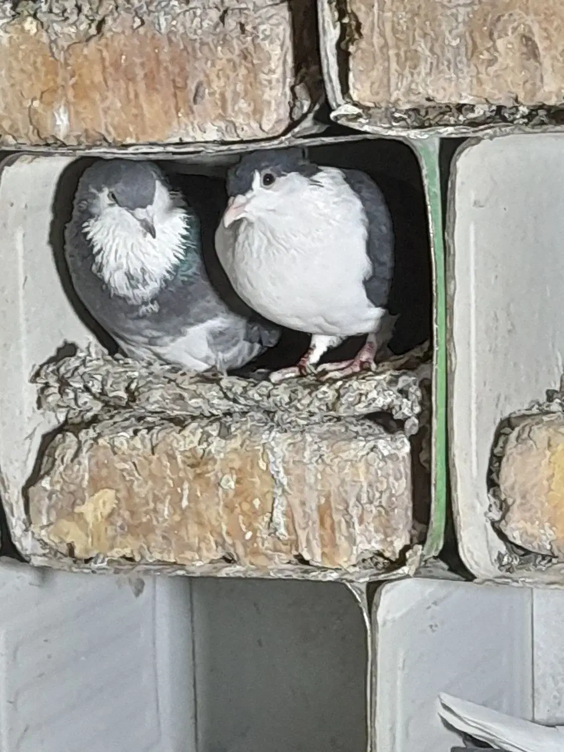 یک جفت دمگیر دم لول|پرنده|مبارکه, |دیوار