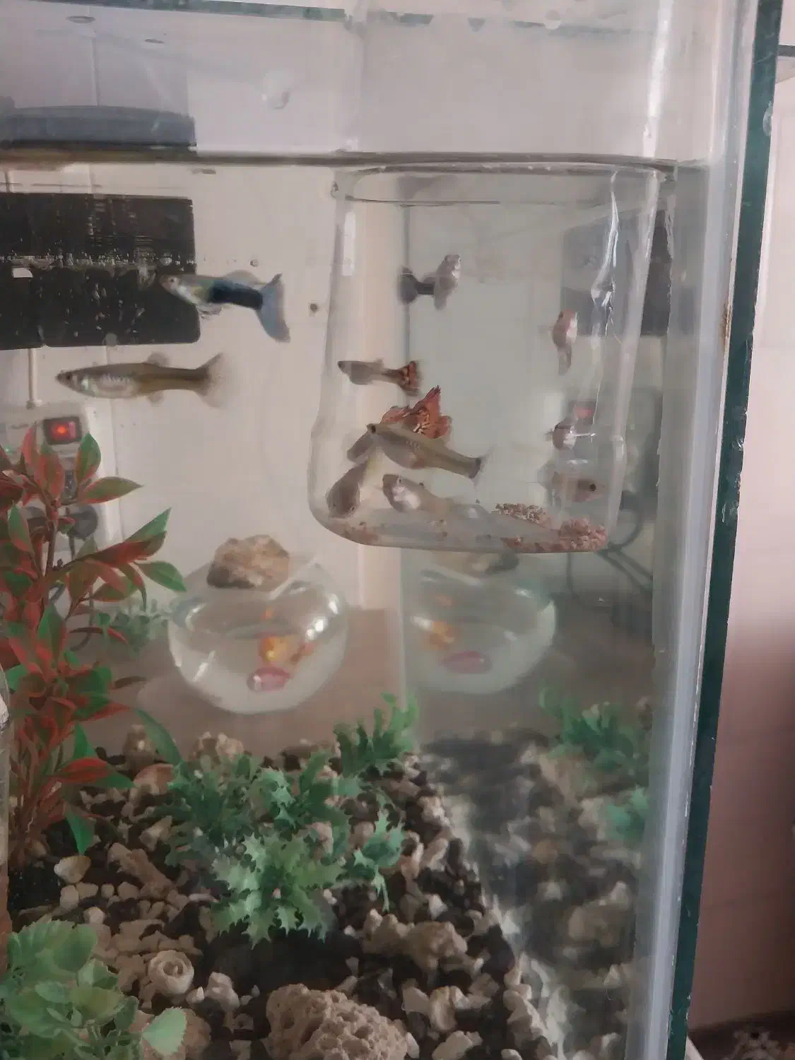 گوپی|ماهی|مشهد, کارگران|دیوار