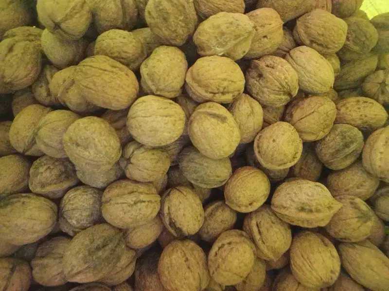 فروش گردوی جنگلی صدرصد طبیعی|خوردنی و آشامیدنی|چوبر, |دیوار